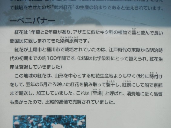 埼玉県上尾市　べにばな街道DSCN3888