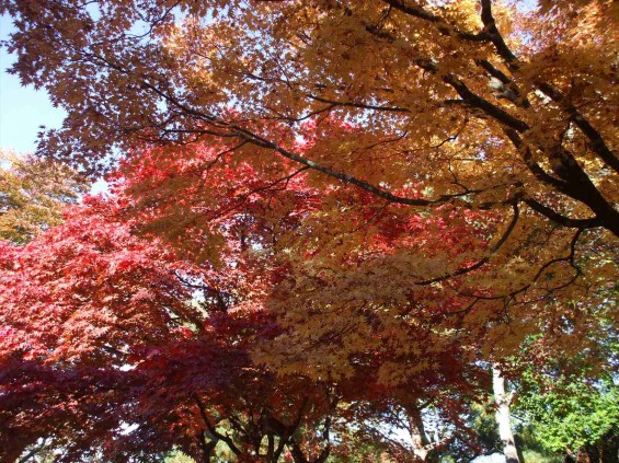 20141030 長野県懐古園（小諸城跡）の紅葉DSCF6039_