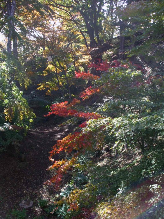 20141030 長野県懐古園（小諸城跡）の紅葉DSCF6062_