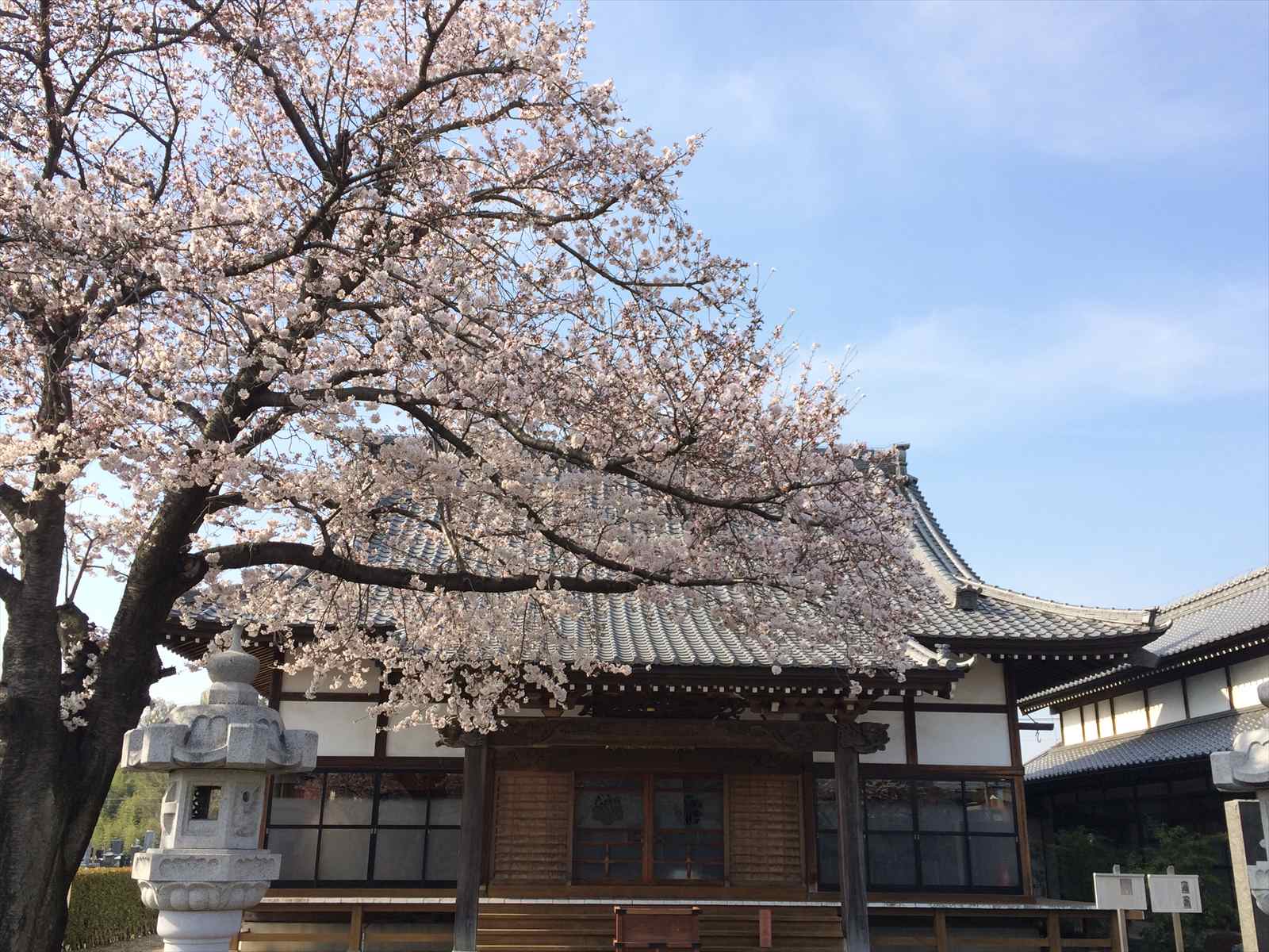 埼玉県上尾市 龍真寺さまの桜が満開です 霊園とお墓のはなし