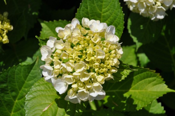 2015年6月 埼玉県久喜市六万部 香最寺の紫陽花DSC_1085