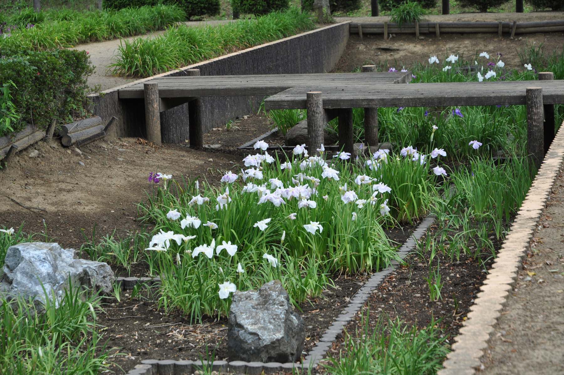 埼玉県鳩山町 農村公園の花菖蒲 霊園とお墓のはなし