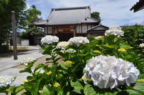 2015年6月 埼玉県久喜市六万部 香最寺の紫陽花 本堂DSC_1089