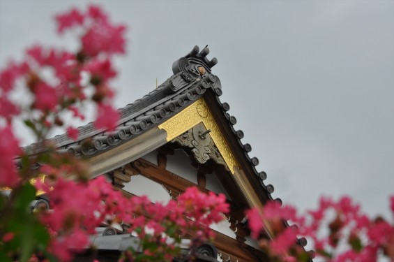 20150年8月 埼玉県久喜市 香最寺のさるすべりDSC_3046