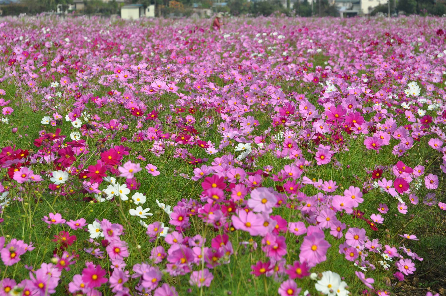 埼玉県吉見町のコスモスが見事でした 霊園とお墓のはなし