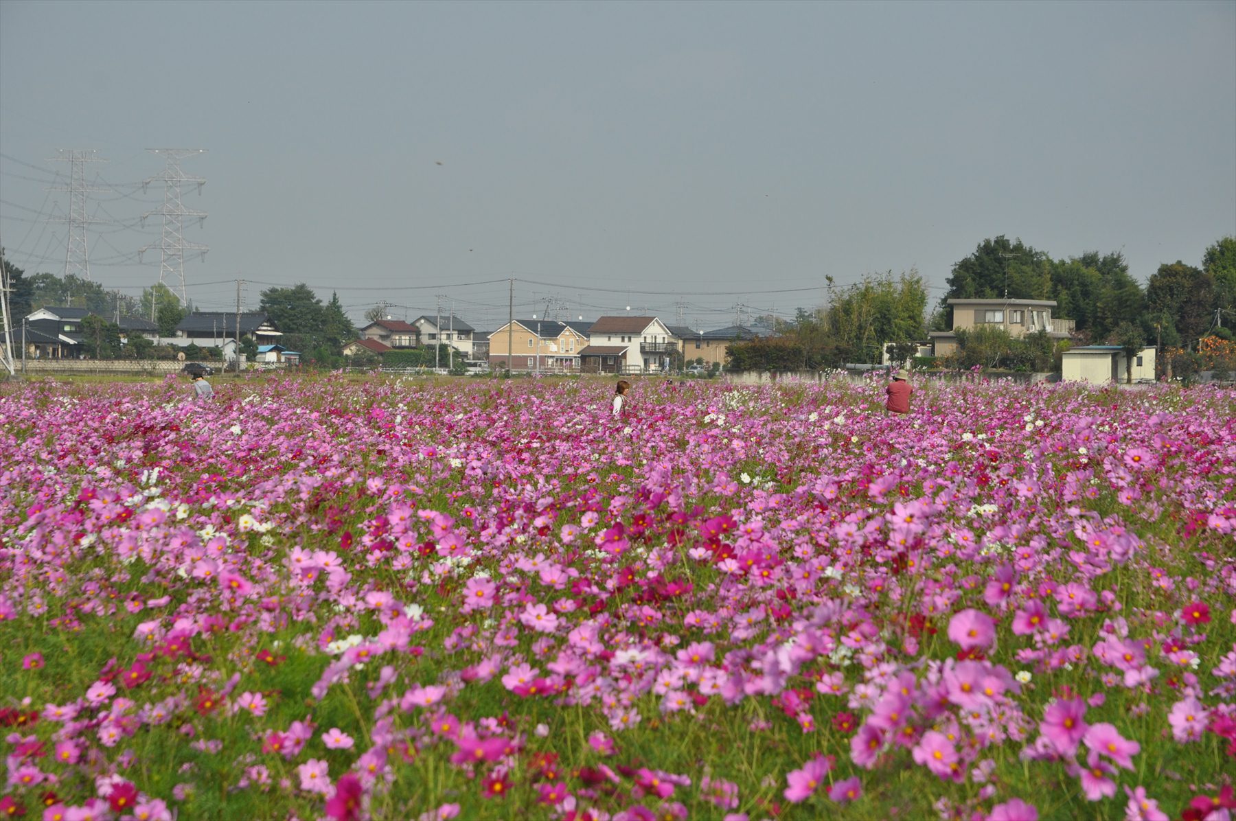 埼玉県吉見町のコスモスが見事でした 霊園とお墓のはなし