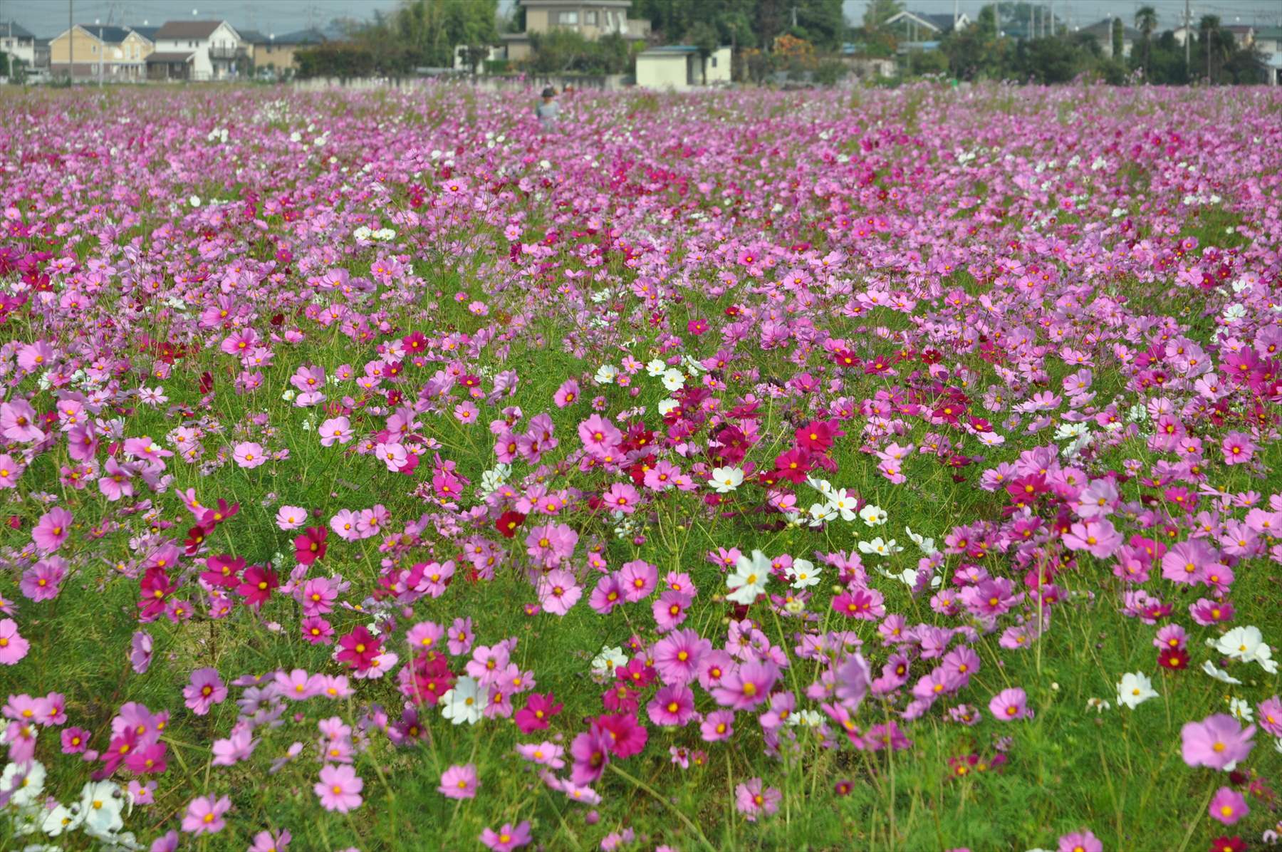 埼玉県吉見町のコスモスが見事でした 霊園とお墓のはなし